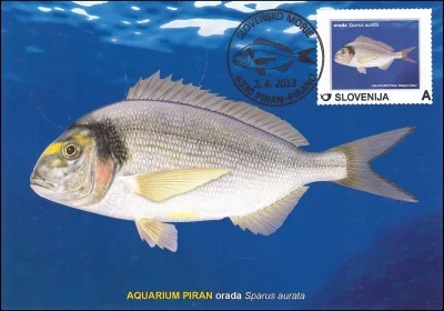 SLOVENSKO MORJE